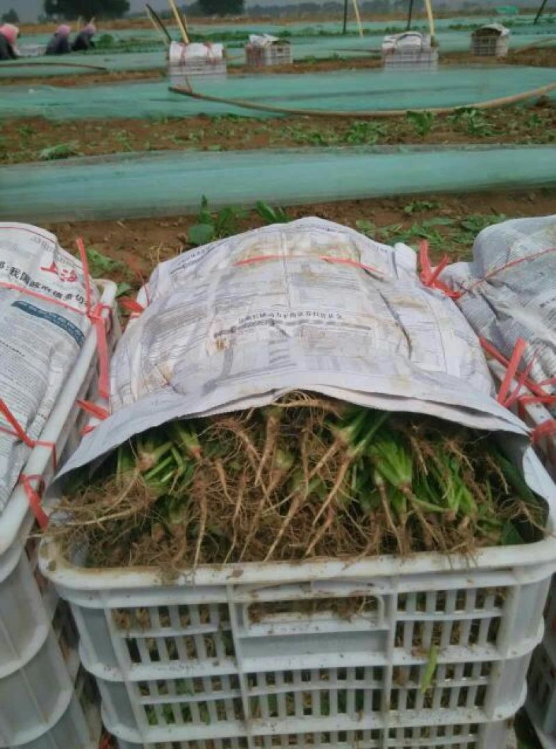 大叶菠菜30~35厘米