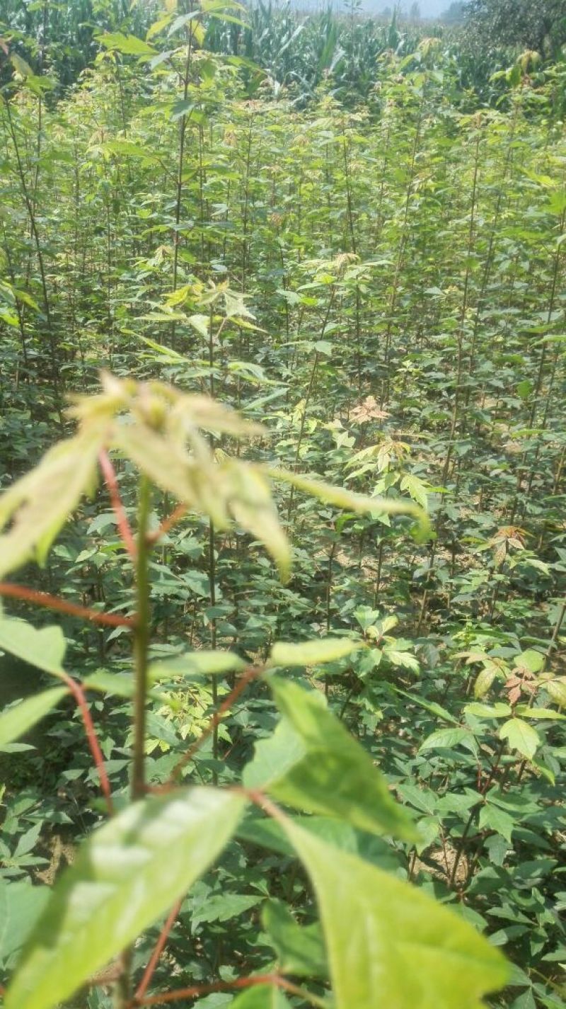 血皮槭/中华血皮槭树苗/嵩县彩叶花木专业供应