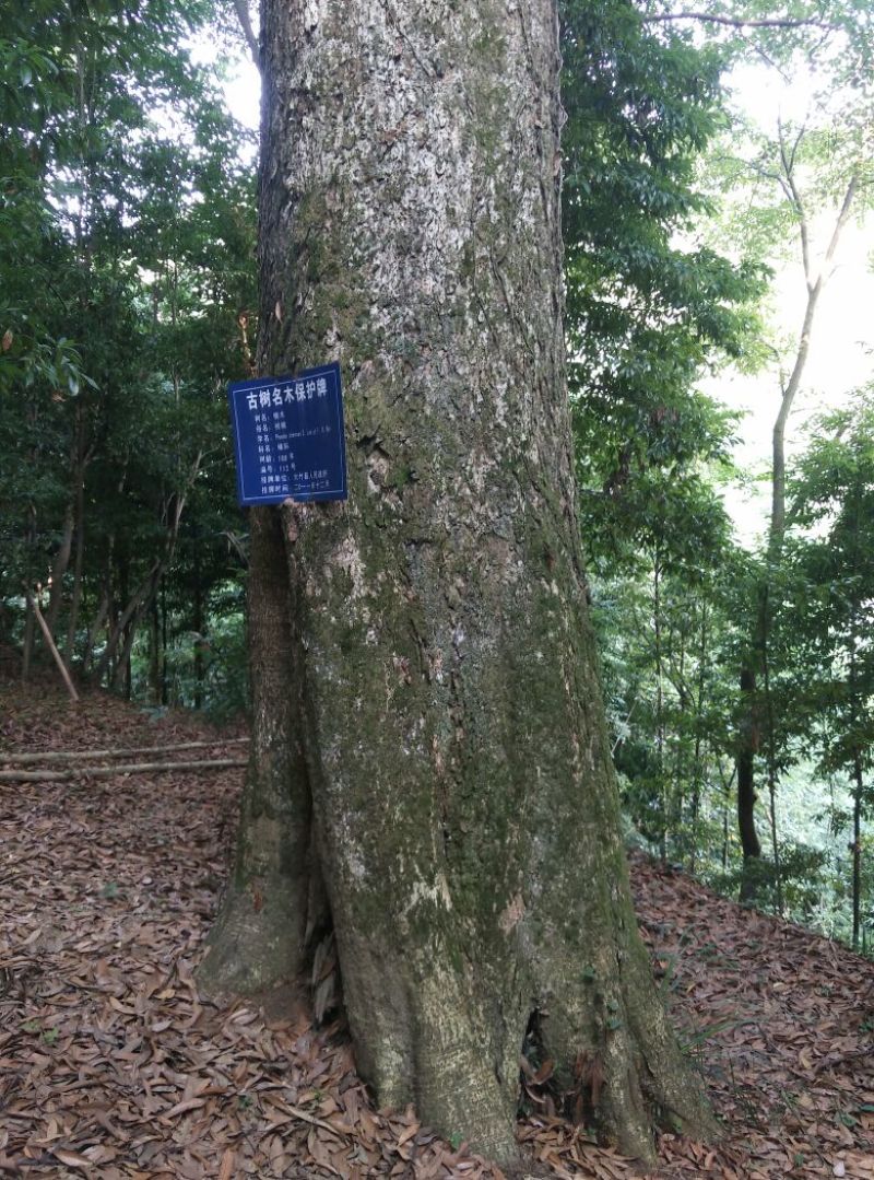 小叶桢楠1~1.5m