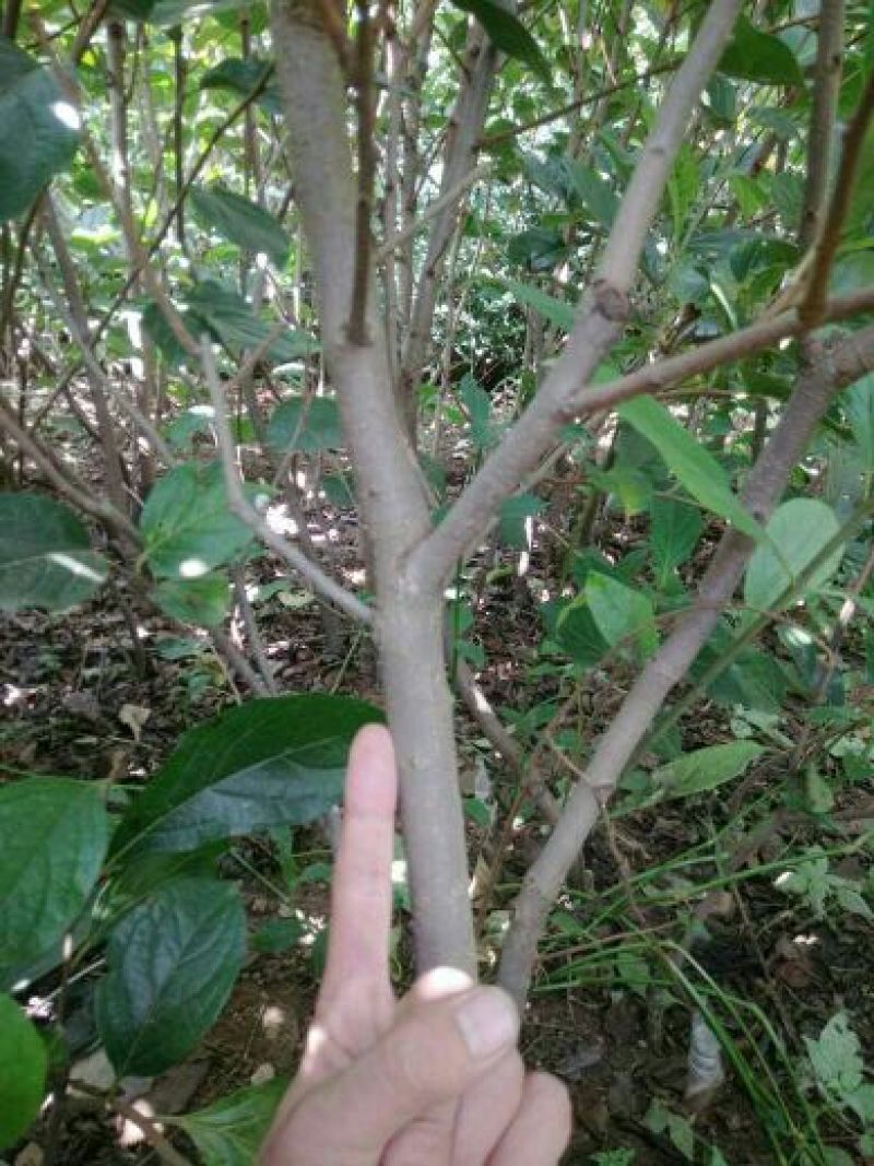 柿子树苗免费提供技术指导