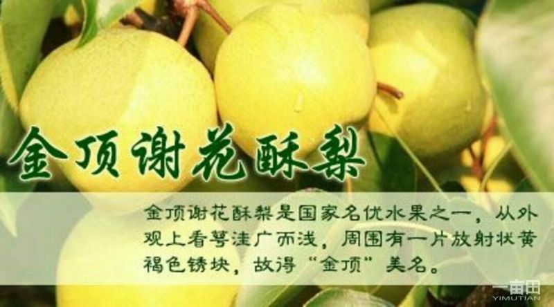 酥梨250~300g纸箱