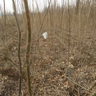皂角树苗30~50cm，大刺皂角树苗。