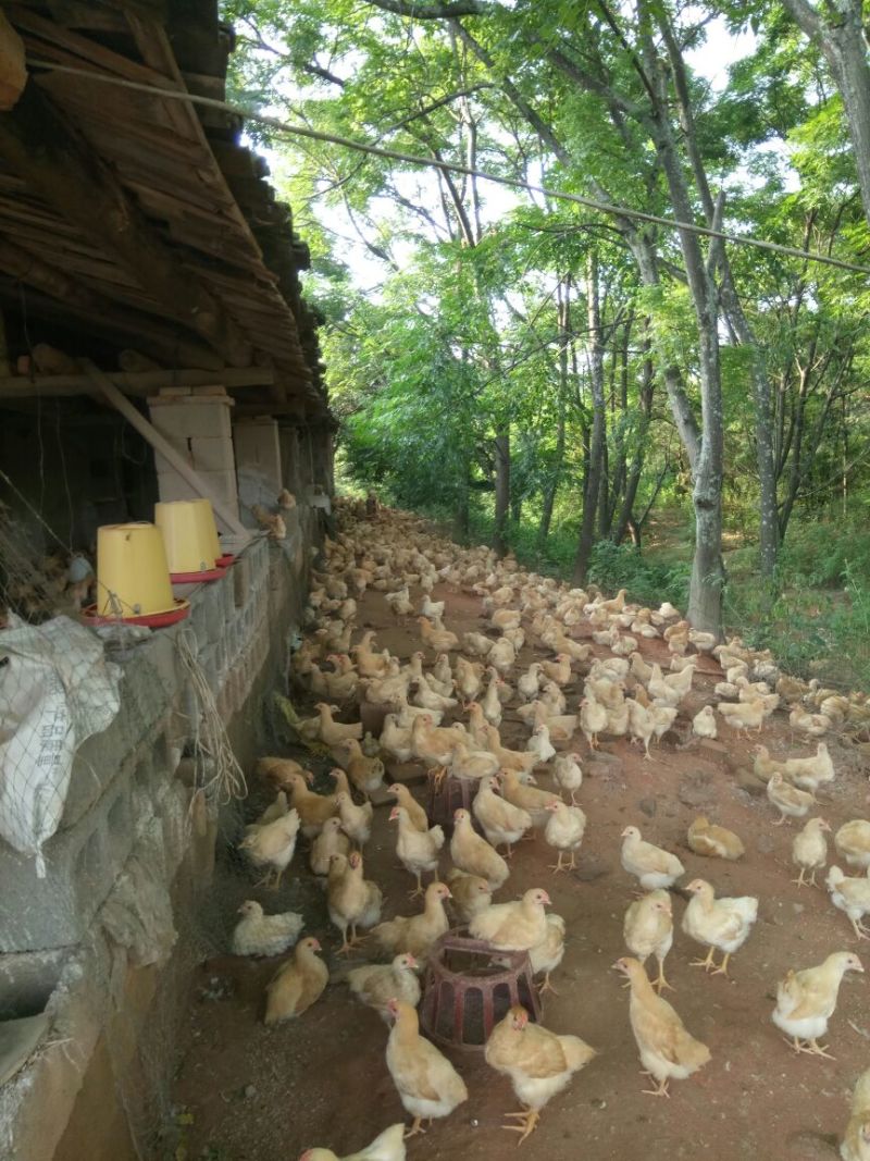 脱温鸡公鸡包到价