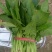大叶菠菜20~25厘米