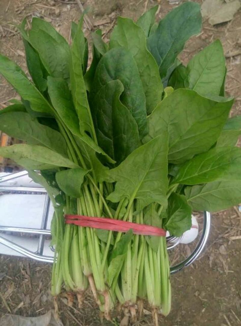 大叶菠菜20~25厘米