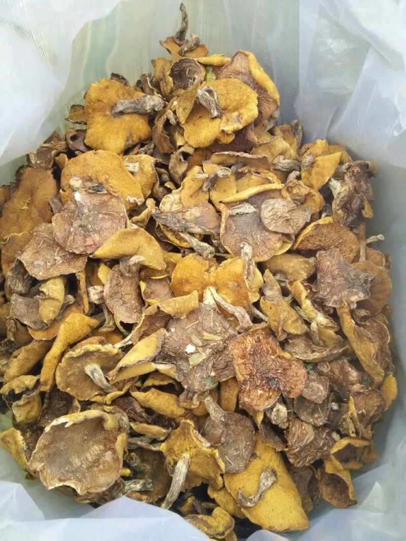 松蘑特级