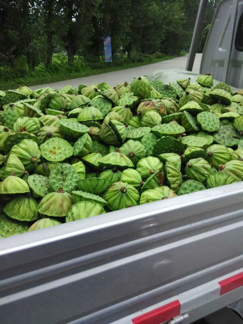 莲蓬莲子新鲜大别山湖北蕲春黄冈
