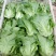 生菜5两~6两