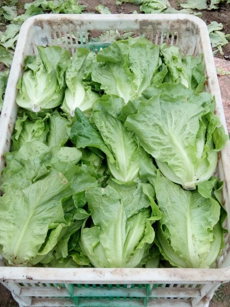 生菜5两~6两