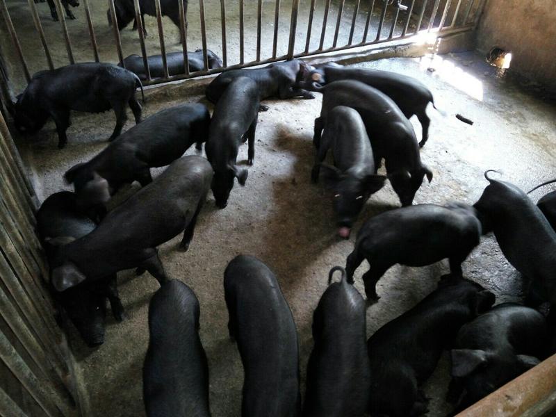 大型种猪场直销原种苏太母猪基地猪场直销货到付款
