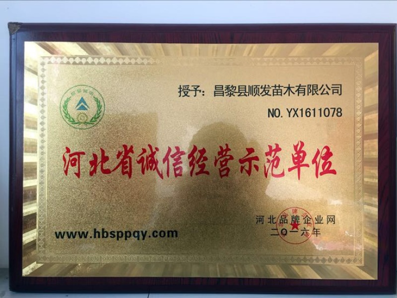 榆叶梅清地处理中，一棵也是批发价格，需要的抓紧联系