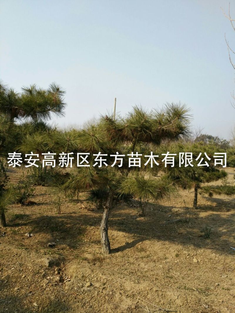 造型松14公分