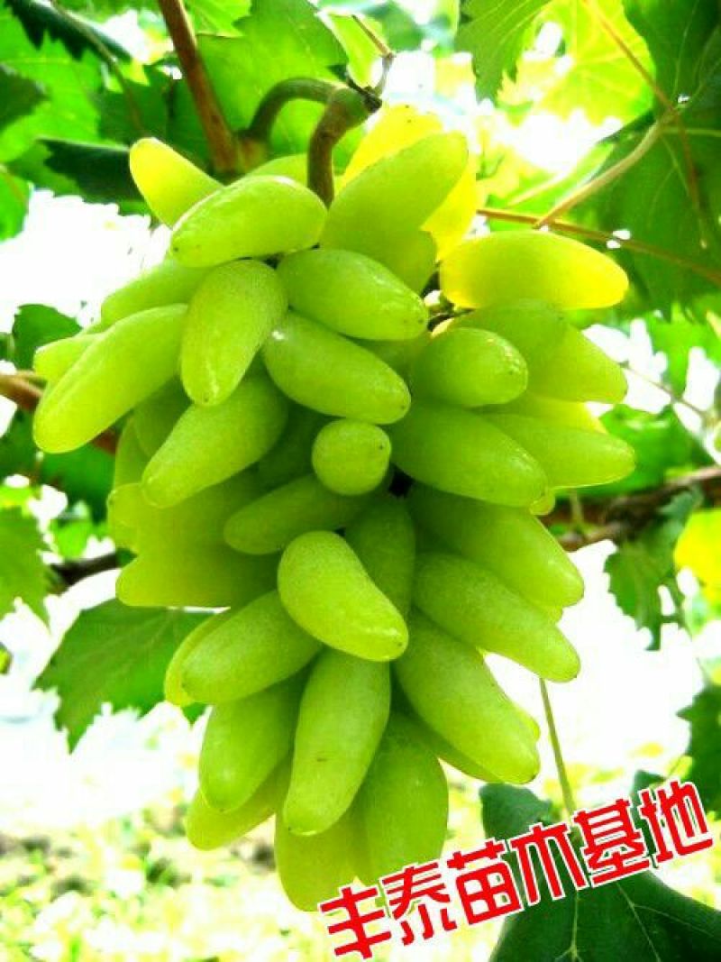 金手指葡萄苗，金手指葡萄苗基地批发带动千家万户农民致富