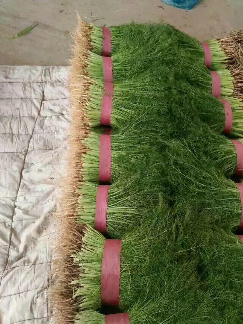 茴香苗大量有货，四季供应质量保证，包装齐全
