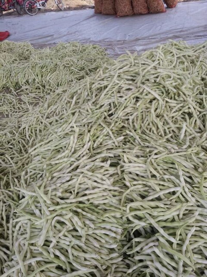 九粒白芸豆20cm以上