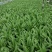油麦菜25~30厘米以上