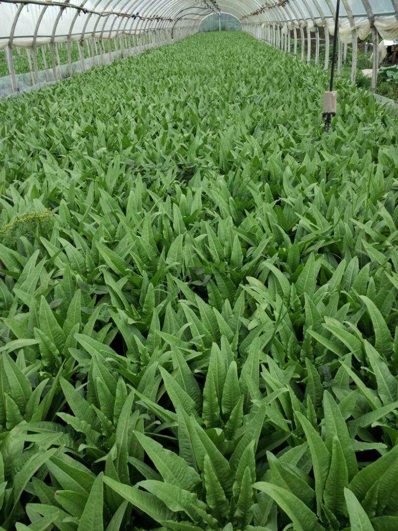 油麦菜25~30厘米以上