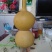 长嘴亚腰葫芦35~45cm
