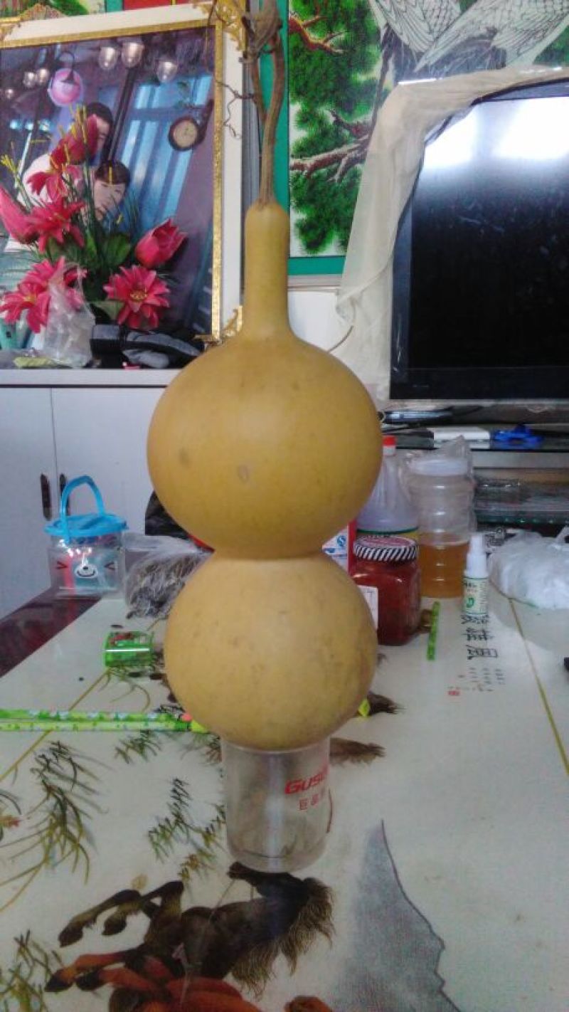 长嘴亚腰葫芦35~45cm