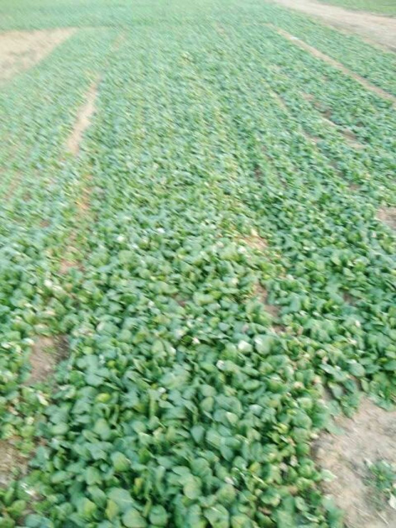 秋菠菜10~15厘米