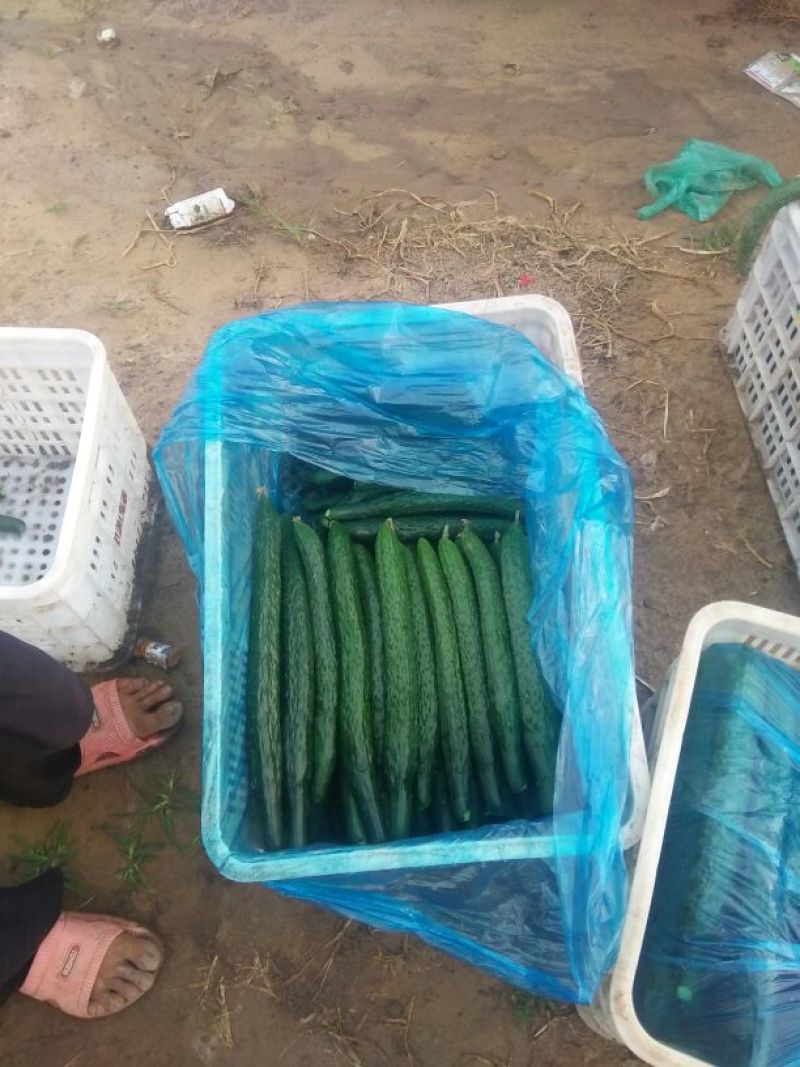 青瓜25公分以上干花带刺
