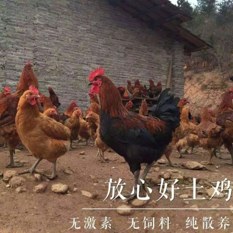 土鸡蛋食用50g以下