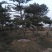 泰安成运苗木出售形道树造型油松，泰山景松