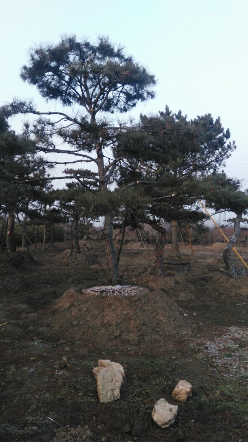 泰安成运苗木出售形道树造型油松，泰山景松
