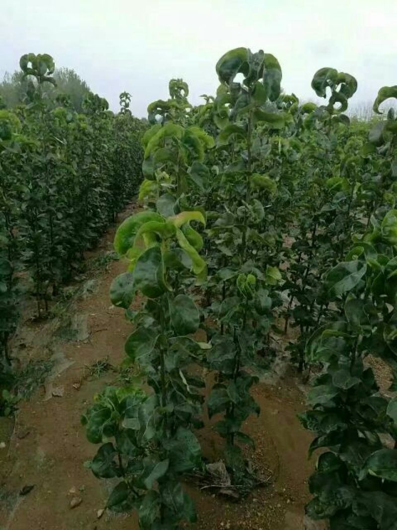 早酥红梨梨树苗一年苗玉露香品种纯正包成活技术