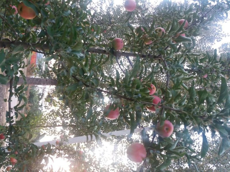 红富士苹果膜袋红富土批发，陕西红富士行情