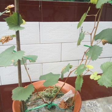 盆栽葡萄50~80cm品种齐全长势好带土发苗