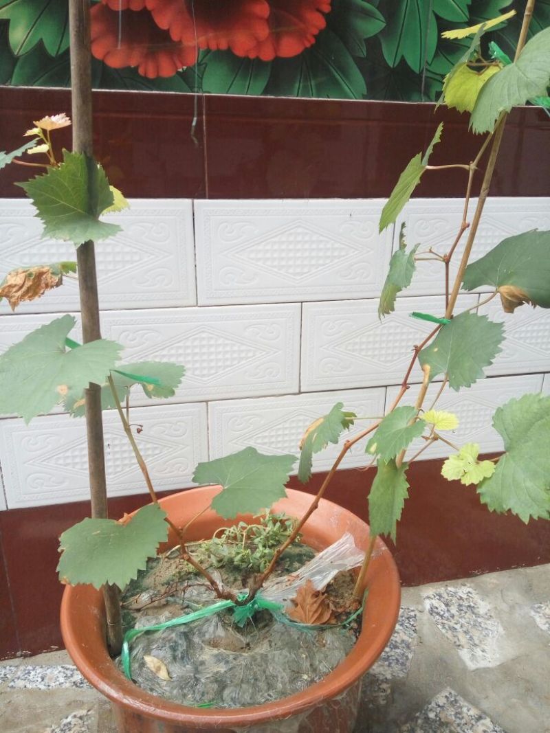 盆栽葡萄50~80cm品种齐全长势好带土发苗