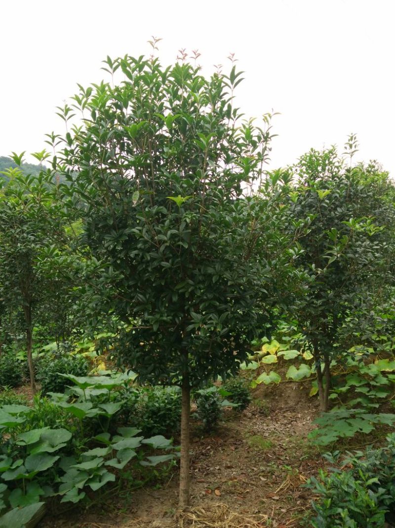 黄金桂花树12~14cm1.5~2米1~2米