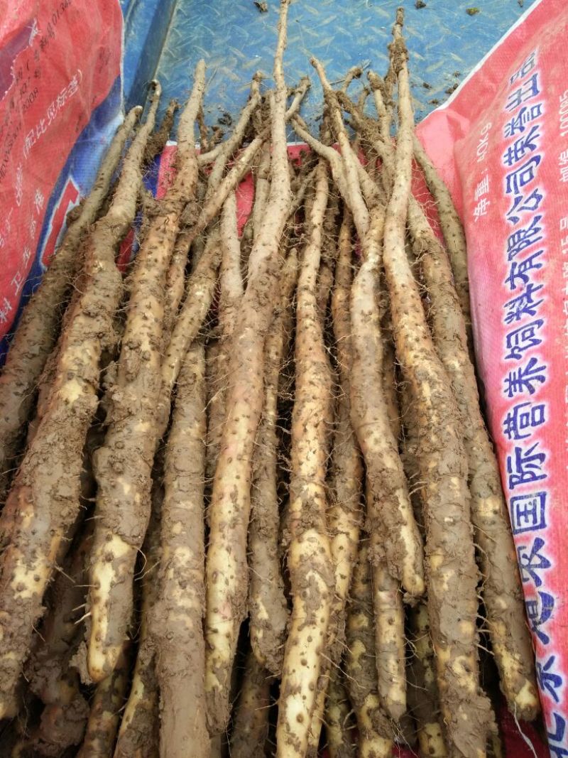铁棍山药2~3厘米一级通货30~40厘米