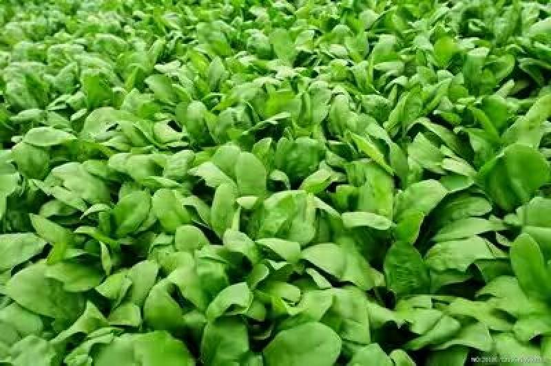 越冬菠菜25~30厘米