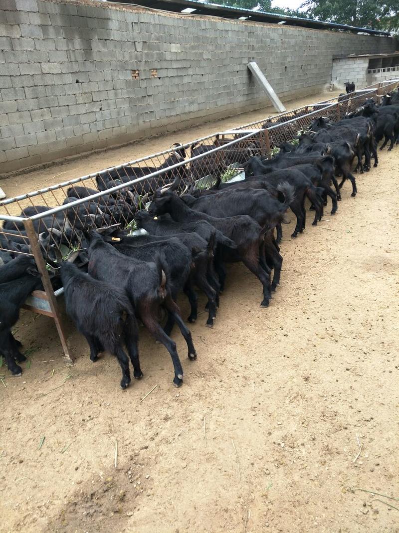 努比亚黑山羊羊苗批发种母羊肉羊养殖场直销