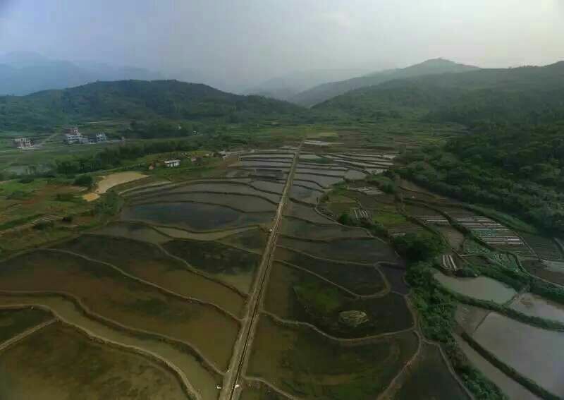 中华圆田螺作种鲜活