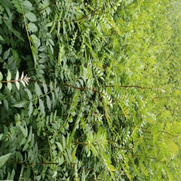 地径0.6-08cm花椒苗实生苗1~2年