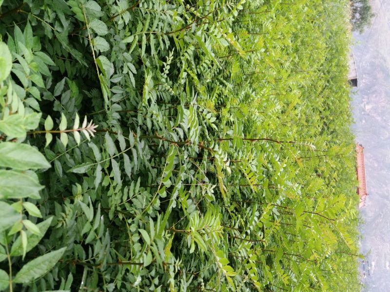 地径0.6-08cm花椒苗实生苗1~2年