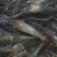 河虾活虾21~25只/kg