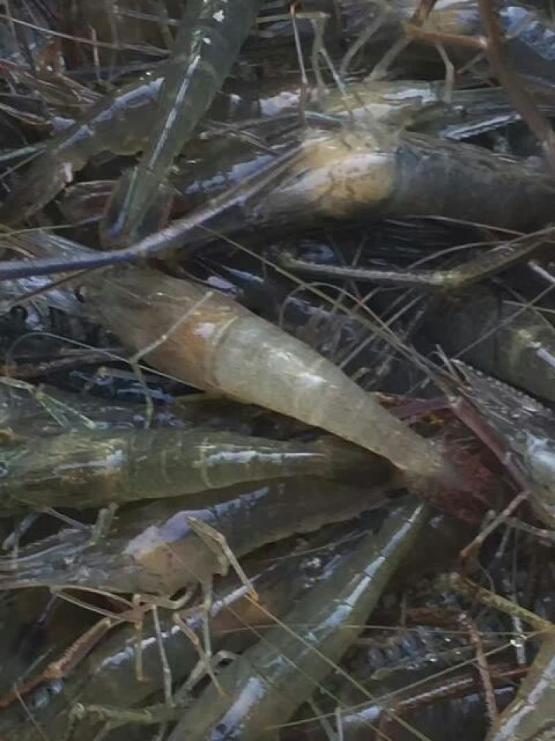 河虾活虾21~25只/kg