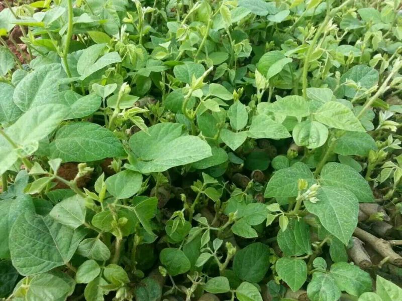 葛根种苗（正宗无渣粉葛苗，免费提供优质贴心的育苗种植技）