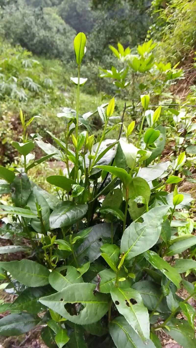 砖茶特级