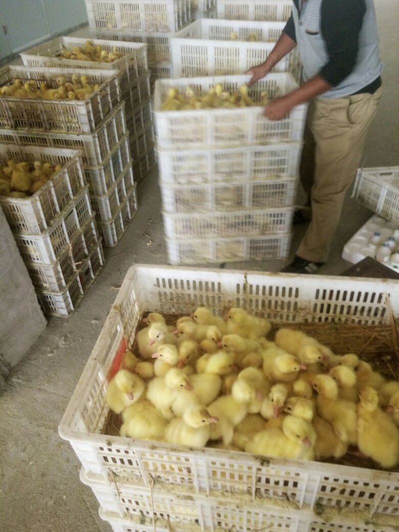 鹅苗250g以上