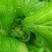 芥菜头1斤以上