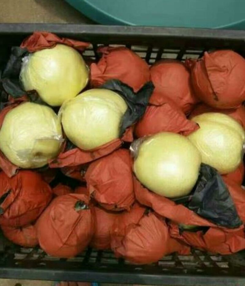 黄金梨150~200g纸袋