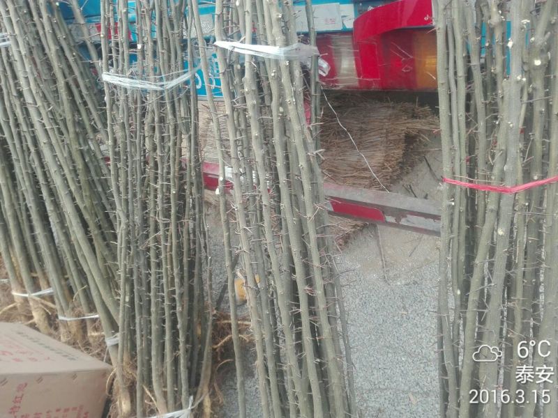 皂角树