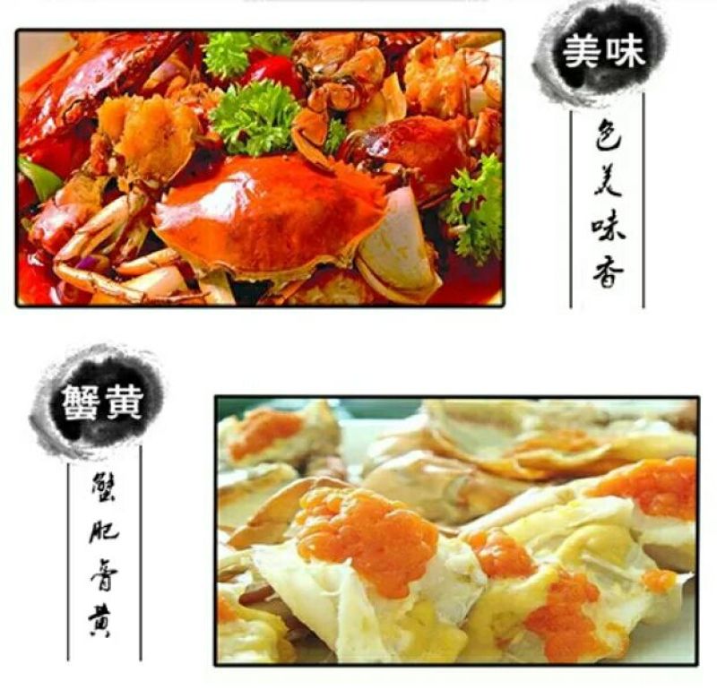 三门青蟹食用雌蟹