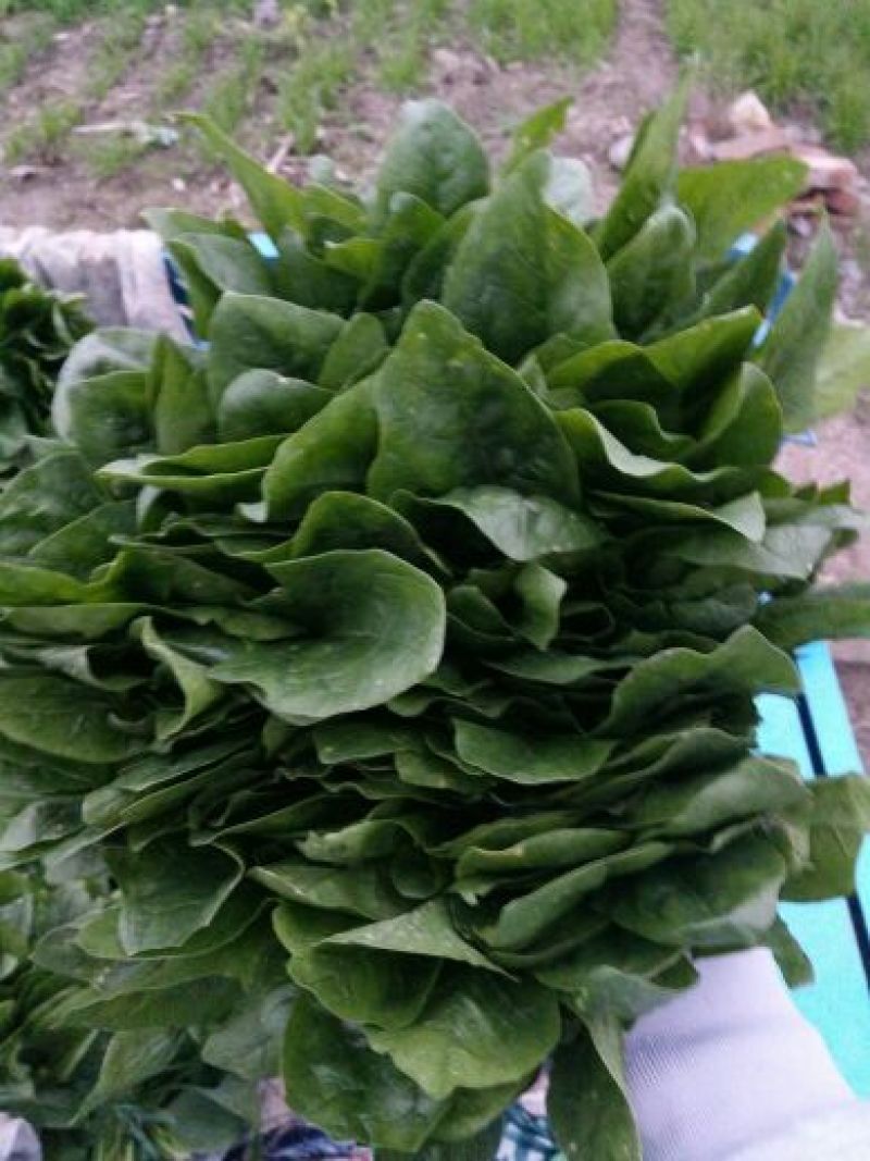 大叶菠菜20~25厘米