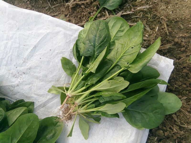 大叶菠菜20~25厘米